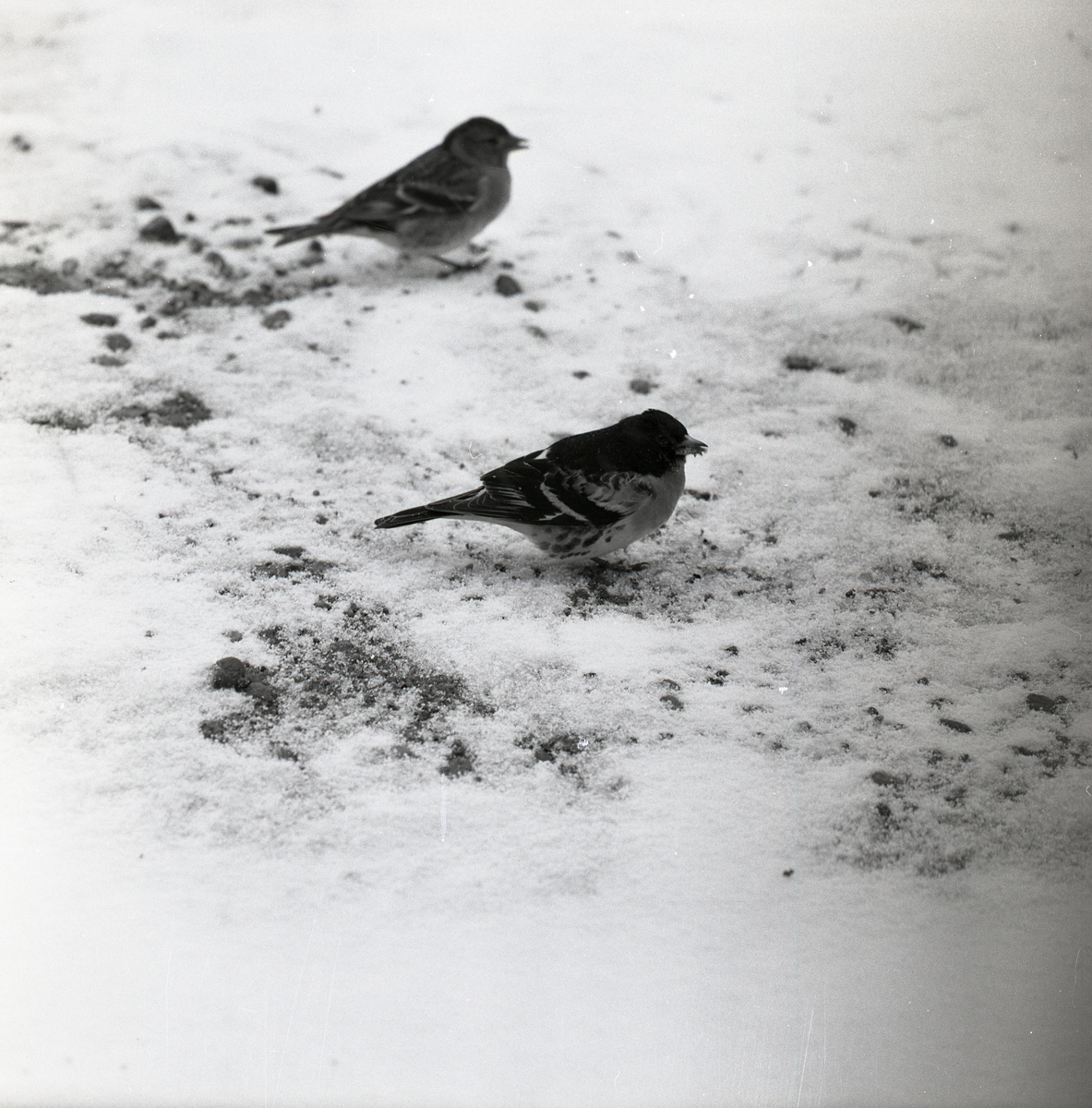 En bergfink och en bofink står i snön den 26 april 1960.