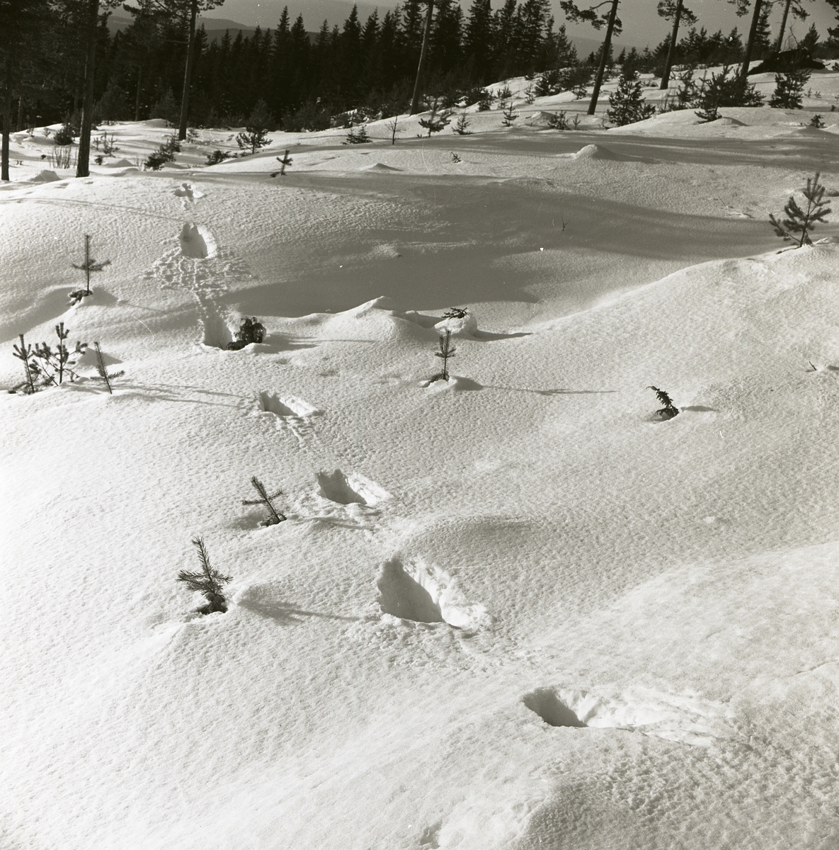 Spår av lodjur i snön vid Skogsberget, februari 1963.