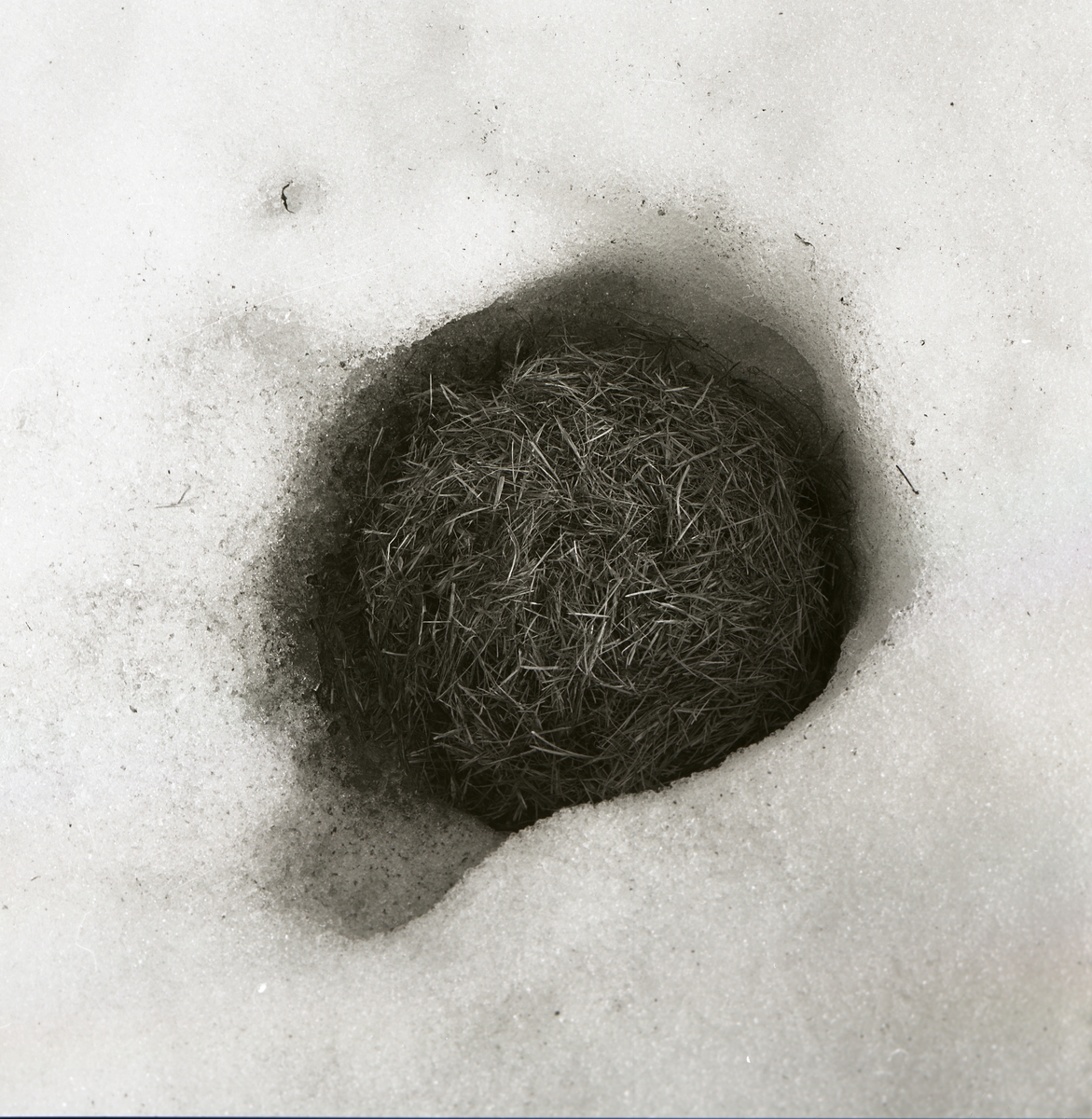 Ett sorkbo i snön, 1967.