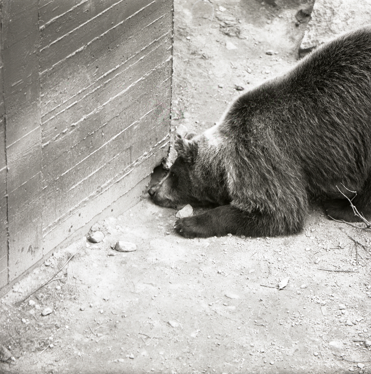 En nyfiken björn ligger på marken och tittar in genom ett hål i en vägg vid Frostavallen, 1963.