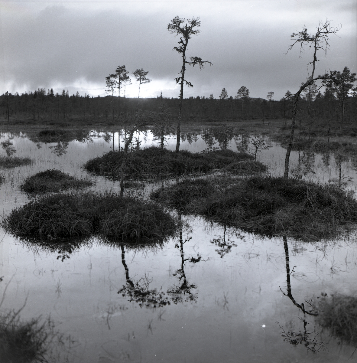 En myr där kullar sticker upp ur vattnet vid Voxna. I vattenytan speglas träden som står bakom, juni 1962.