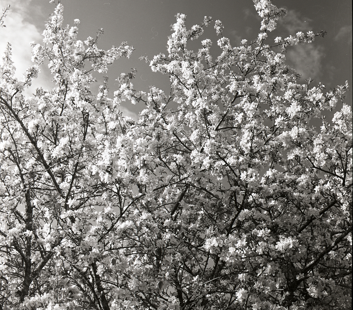 Äppelträd i blomning vid Bollegården, våren 1964.