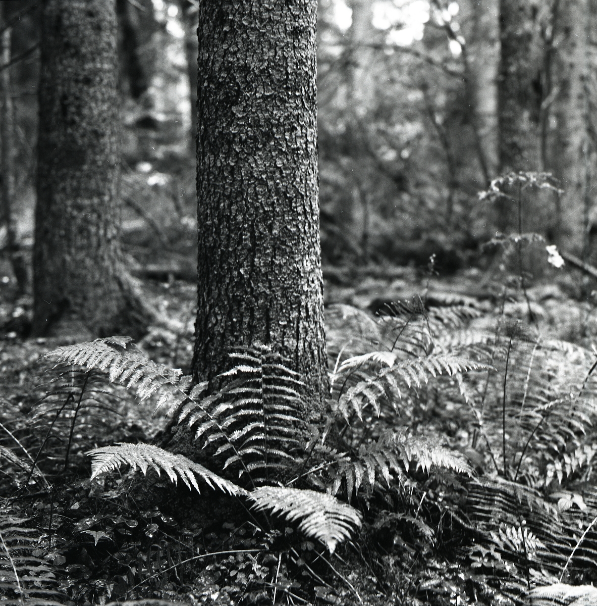 Ormbunke vid trädstam ute i skogen, Lindefallet 5 augusti 1956.