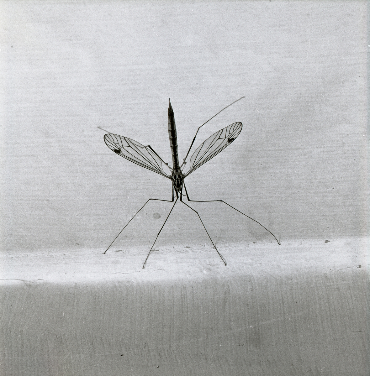 Sommaren 1965 fotograferar Hilding Mickelsson denna insekt som han kallar för långbentakrank. Harkranken har vingarna utsträckta så dess mönster uppträder tydligt.