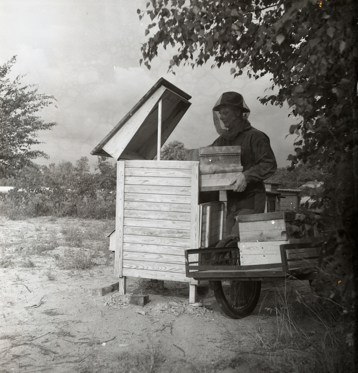 Biodlare arbetar vid bikupa, iklädd skyddskläder, Årsunda 1950.