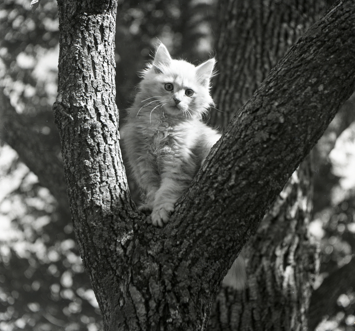 Kattunge sitter i ett träd, augusti 1950.