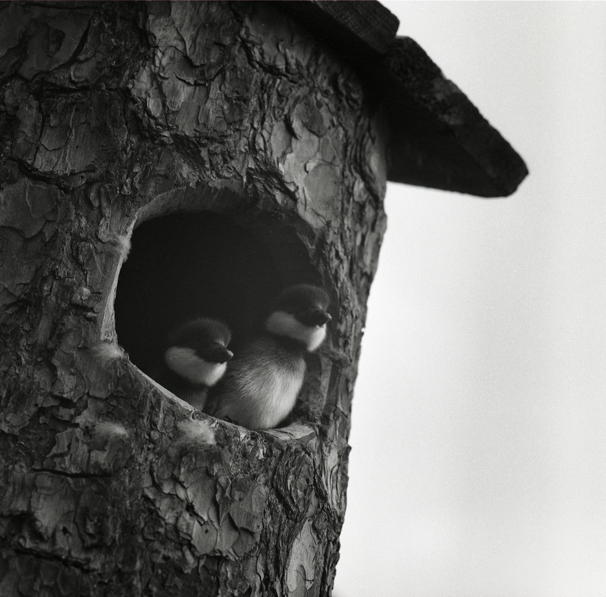 Två knipungar tittar ut genom gluggen på en fågelholk, Skidtjärn den 1 juni 1960.