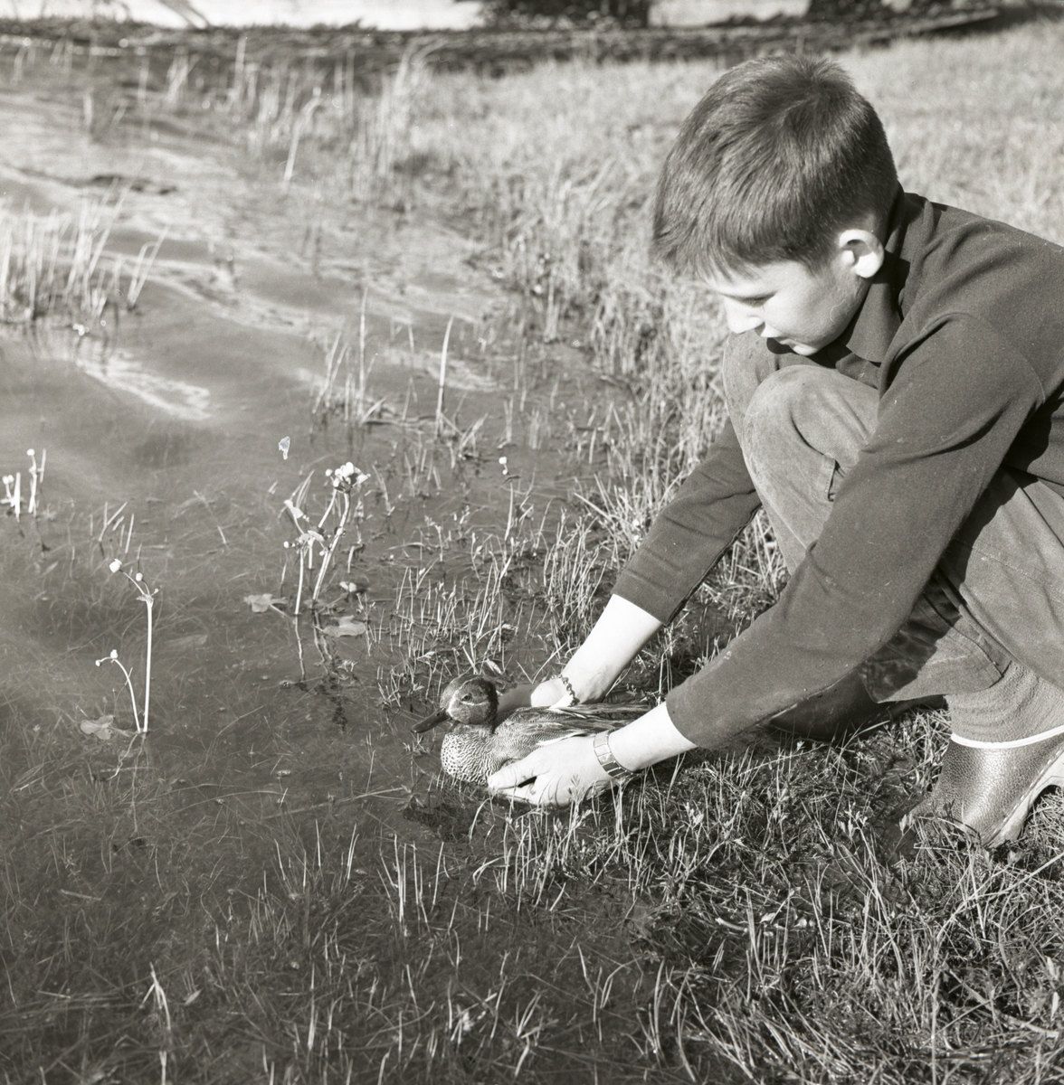 En pojke sätter ner en ringmärkt kricka i vattnet, juni 1962.