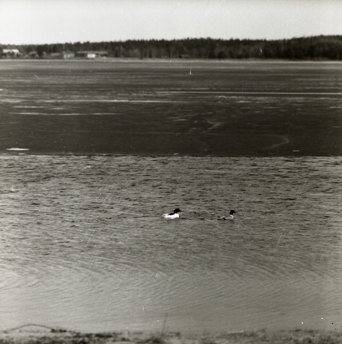 Ett storskrakpar simmar i Storsjön, maj 1955.