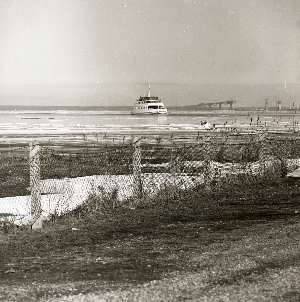 En färja i Kalmarsund åker mot hamnen, intill bygget av Ölandsbron under våren 1971.