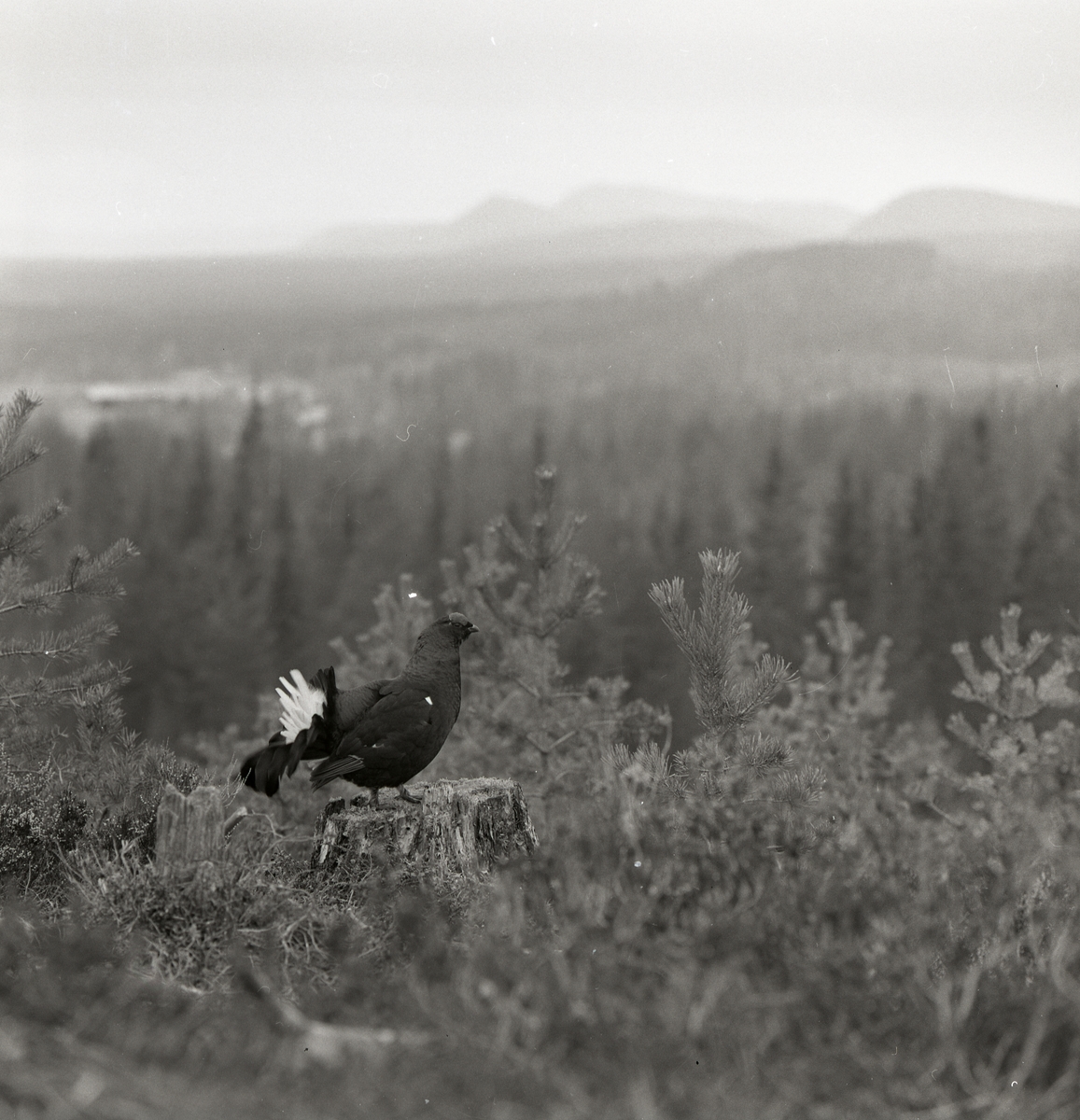 En orre står på en stubbe på Stråsjöberget. I bakgrunden syns ett bergigt skogslandskap, 1973.