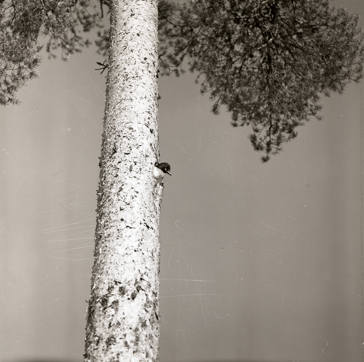 En fågel tittar ut från sitt bo i en tall, 1976.