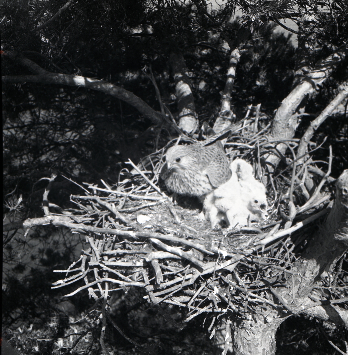 En fågel står i ett bo med några fågelungar liggande bland grenar och kvistar.