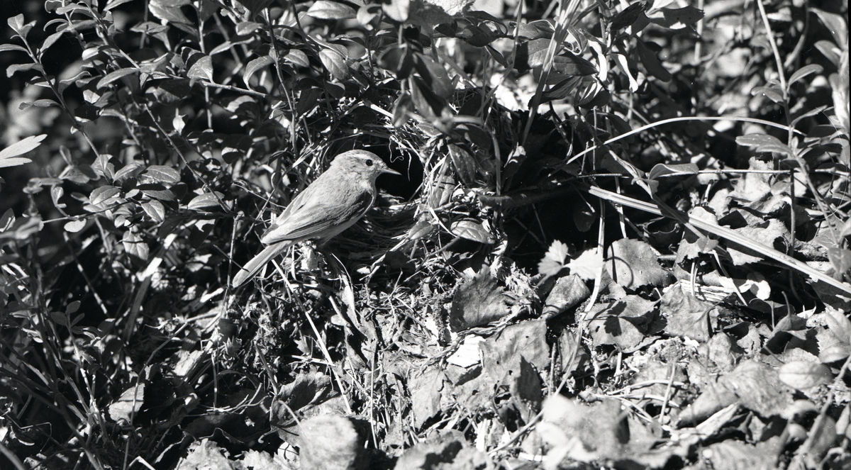 En fågel sitter bland kvistar och blad.
