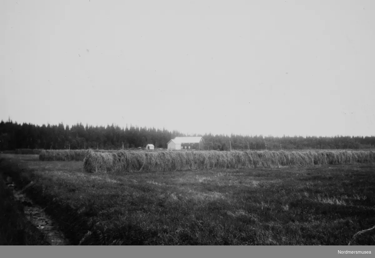 Foto av hesjer med et gårdsbruk i bakgrunnen. Et bilde fra en samling fotografier med bureisingsfelt i Norge. Originalmaterialet tilhører Norsk myrmuseum i Smøla kommune. Fra Nordmøre museums fotosamlinger.