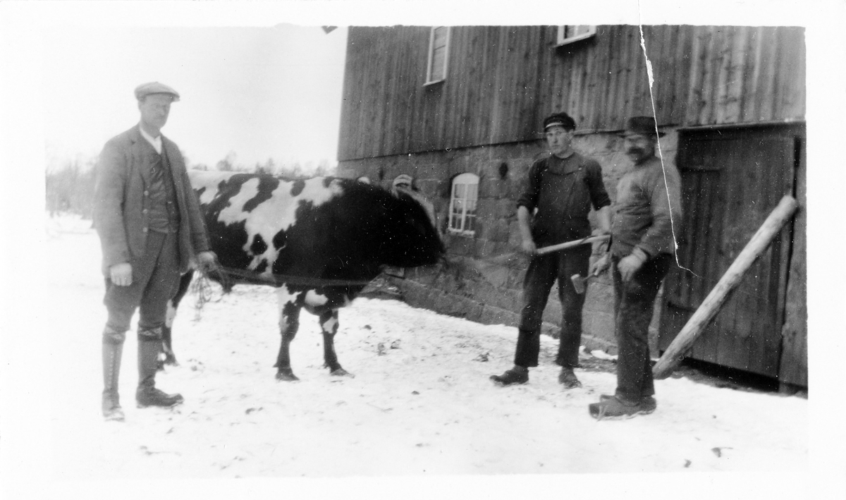 Tre män fotograferade med en tjur på väg till slakt. Bilden är troligen tagen i Maryd. Till vänster i bild står Ludvig Andersson, Ekåsaryd.
