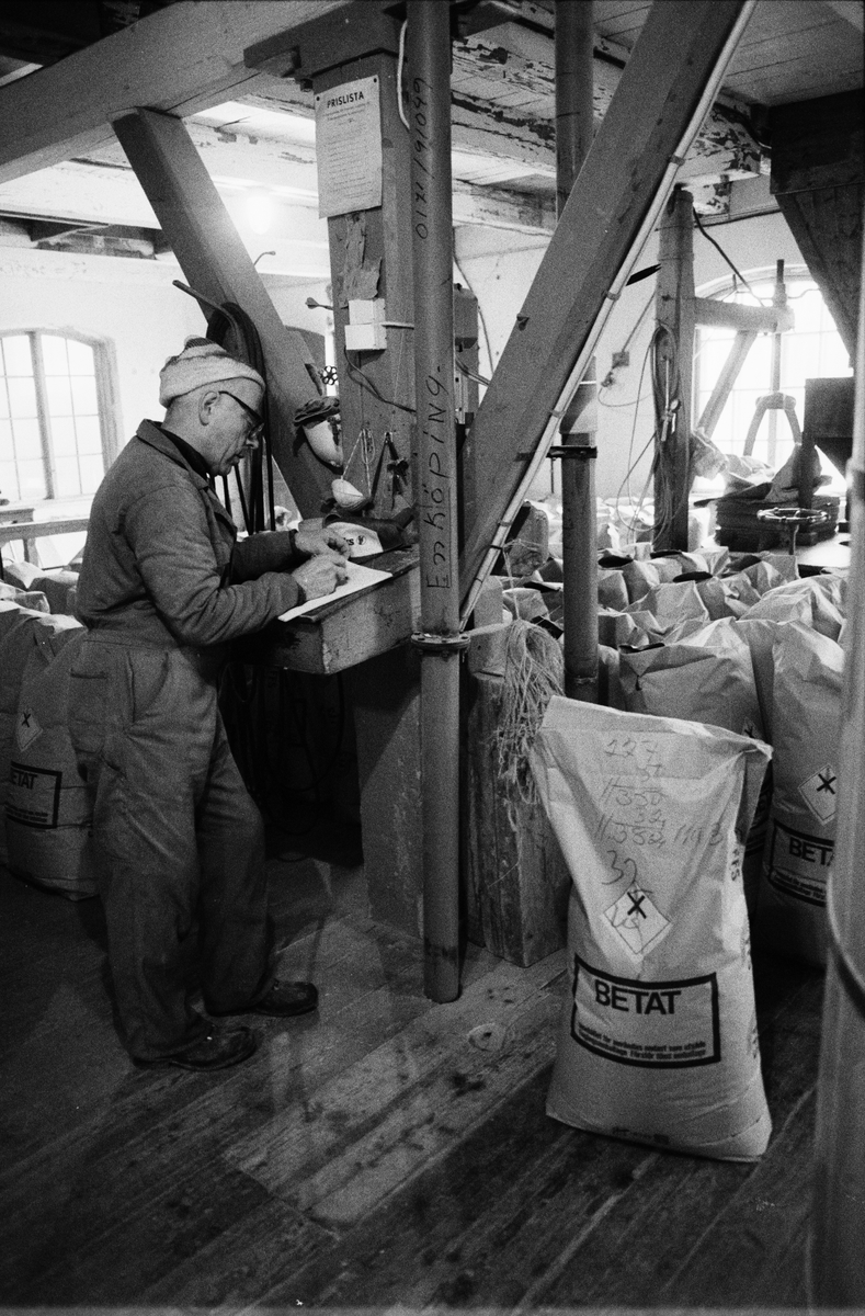 Kvarnägaren kontrollerar proportionerna mellan betat och obetat utsäde, Forsby kvarn, Simtuna, Uppland maj 1988