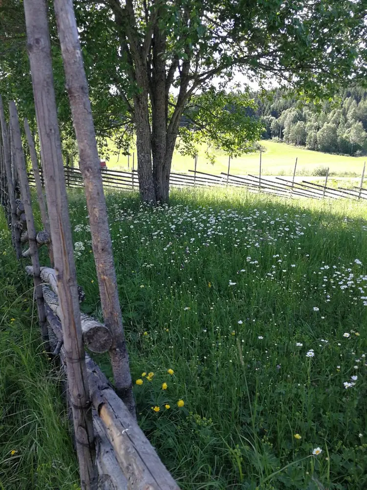 Oversiktsbilde over markblomster og et gjerde på Almenninga