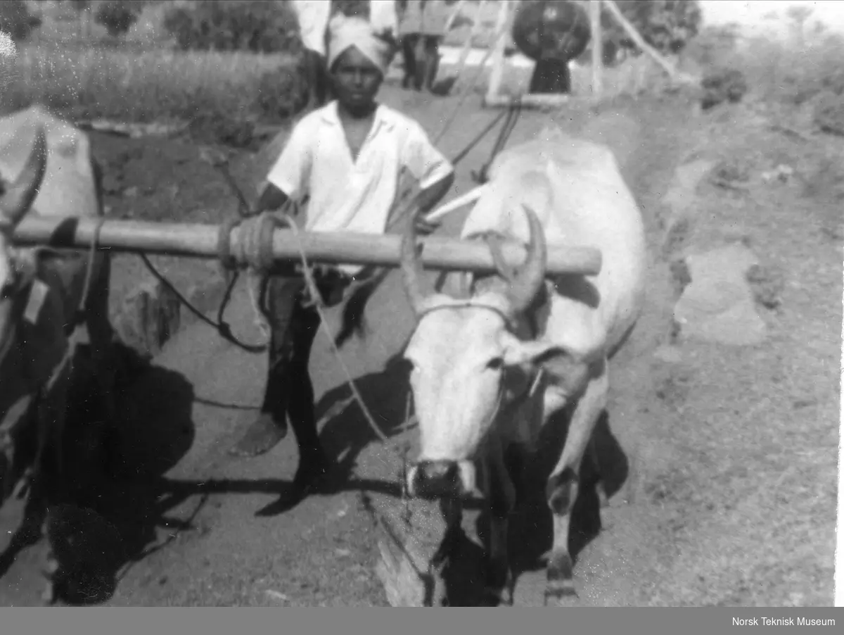 Norsk u-hjelp i Kerala i India, 1954, mann som kjører vann opp av en brønn
