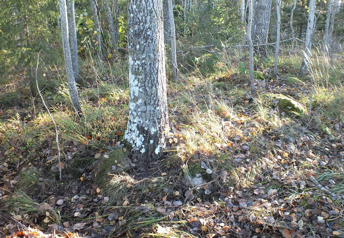 Arkeologisk utredning, stensättningen A1290 var bevuxen med träd och sly, objekt 7, Fullerö, Uppsala 2018