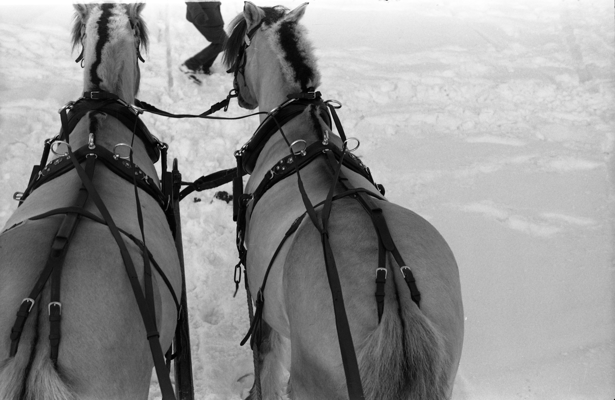 Hestespann fotografert fra kuskeplass. Bild fra Hærens Hesteskole på Starum.