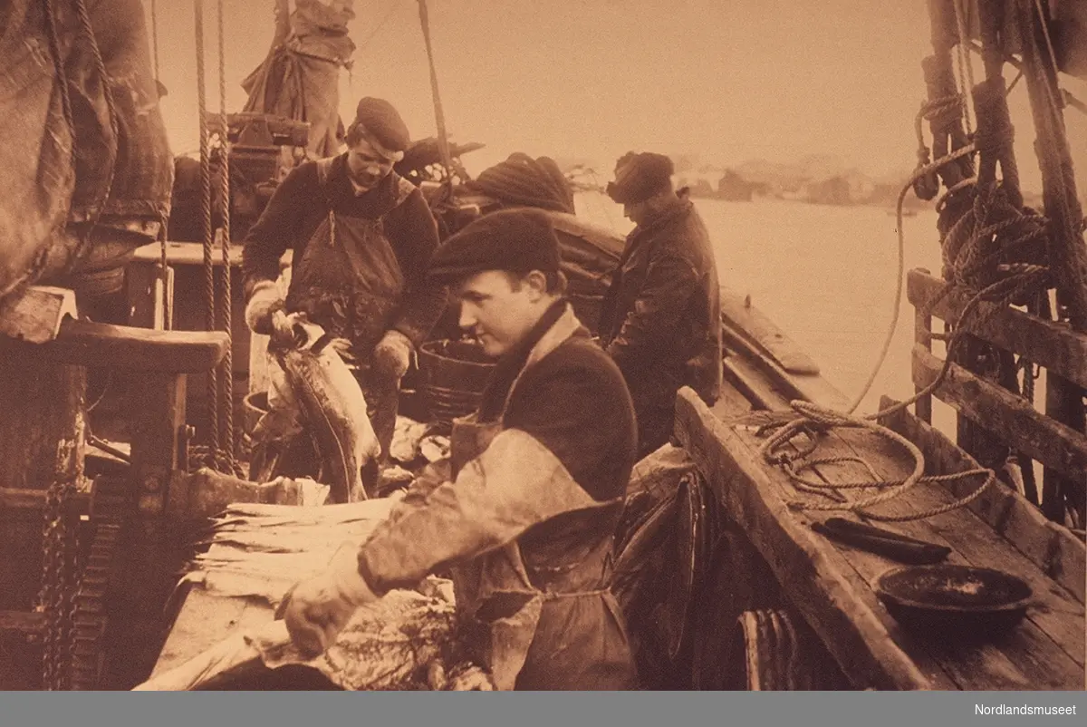 Fiskeflekking ombord i båt i Lofoten. Tre mann i arbeid.