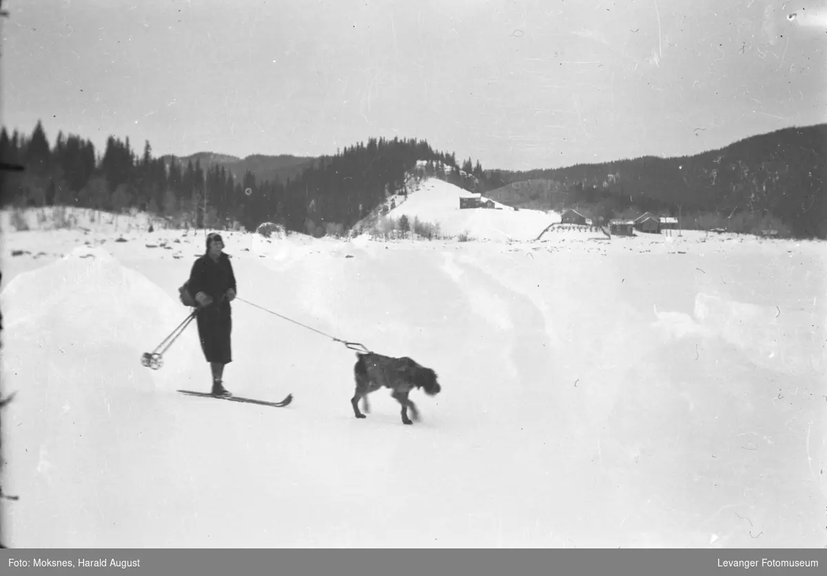 Kvinne som går på ski med en hund.