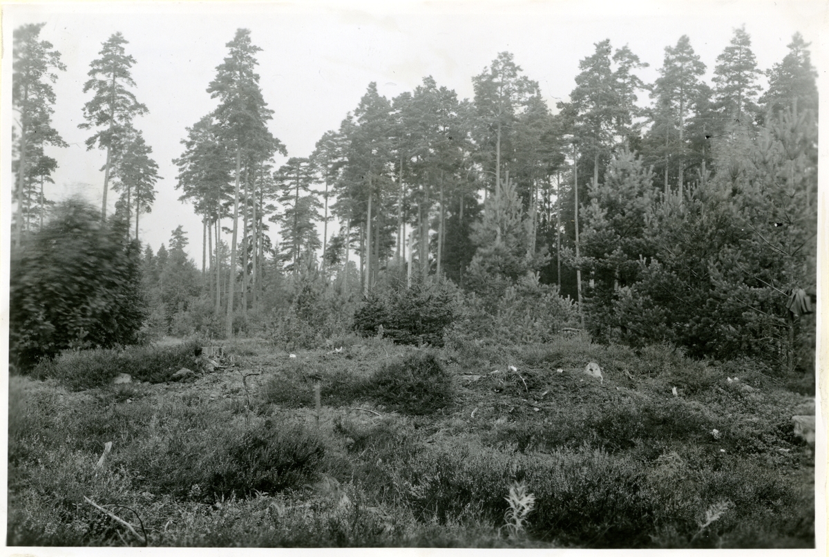 Hubbo sn, Alvesta.
Alvesta nr 3, fornlämning nr 6 från söder, efter att småträden på fornlämningen borttagits, 1951.
