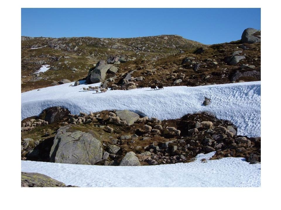 Sauene til Asbjørn Haga går på snø på det høgste punktet på veg til Langeidsheia.