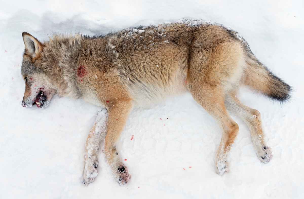 Fra ulvejakta 2018. Jakt på ulv som lever vekselsvis i og utenfor ulvesonen i Hedmark. Ulvetispe fra Julussaflokken som ble skutt i Evenstadlia på jaktas femte dag. Ulvetispa veide 36,6 kg. Den ble felt av en av jegerne som sporet den, etter at jaktlaget først hadde lokalisert den og drøyt 70 jegere var postert i terrenget. Alfatispe. Ledertidspe. Ulvejakt. Jakt på rovdyr. Rovdyrjakt. Lisensjakt på ulv. Offisiellt besto Julussareviret før jakta av 6-7 individer.