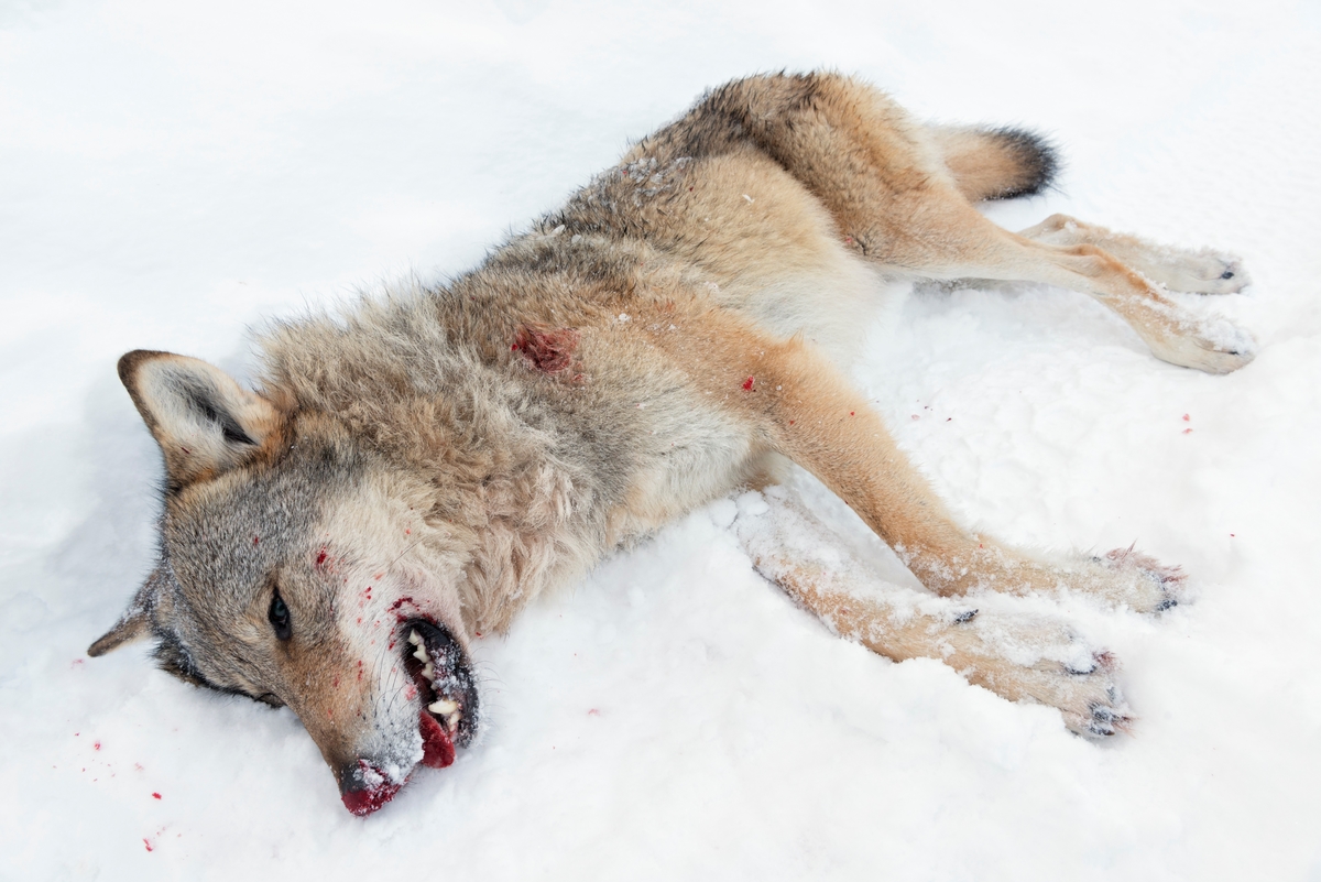 Fra ulvejakta 2018. Jakt på ulv som lever vekselsvis i og utenfor ulvesonen i Hedmark. Ulvetispe fra Julussaflokken som ble skutt i Evenstadlia på jaktas femte dag. Ulvetispa veide 36,6 kg. Den ble felt av en av jegerne som sporet den, etter at jaktlaget først hadde lokalisert den og drøyt 70 jegere var postert i terrenget. Alfatispe. Ledertidspe. Ulvejakt. Jakt på rovdyr. Rovdyrjakt. Lisensjakt på ulv. Offisiellt besto Julussareviret før jakta av 6-7 individer.