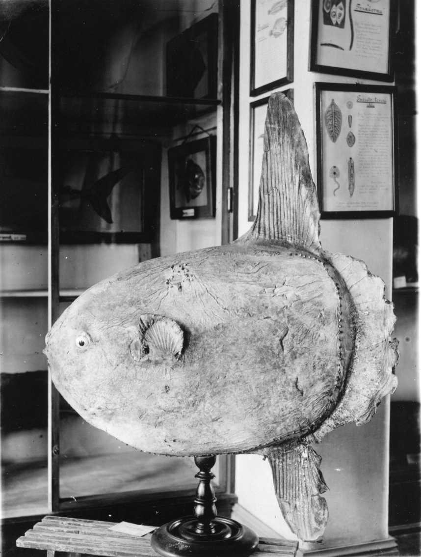 En uppstoppad okänd (platt)fisk utställd på dåvarande Tromsö museum.