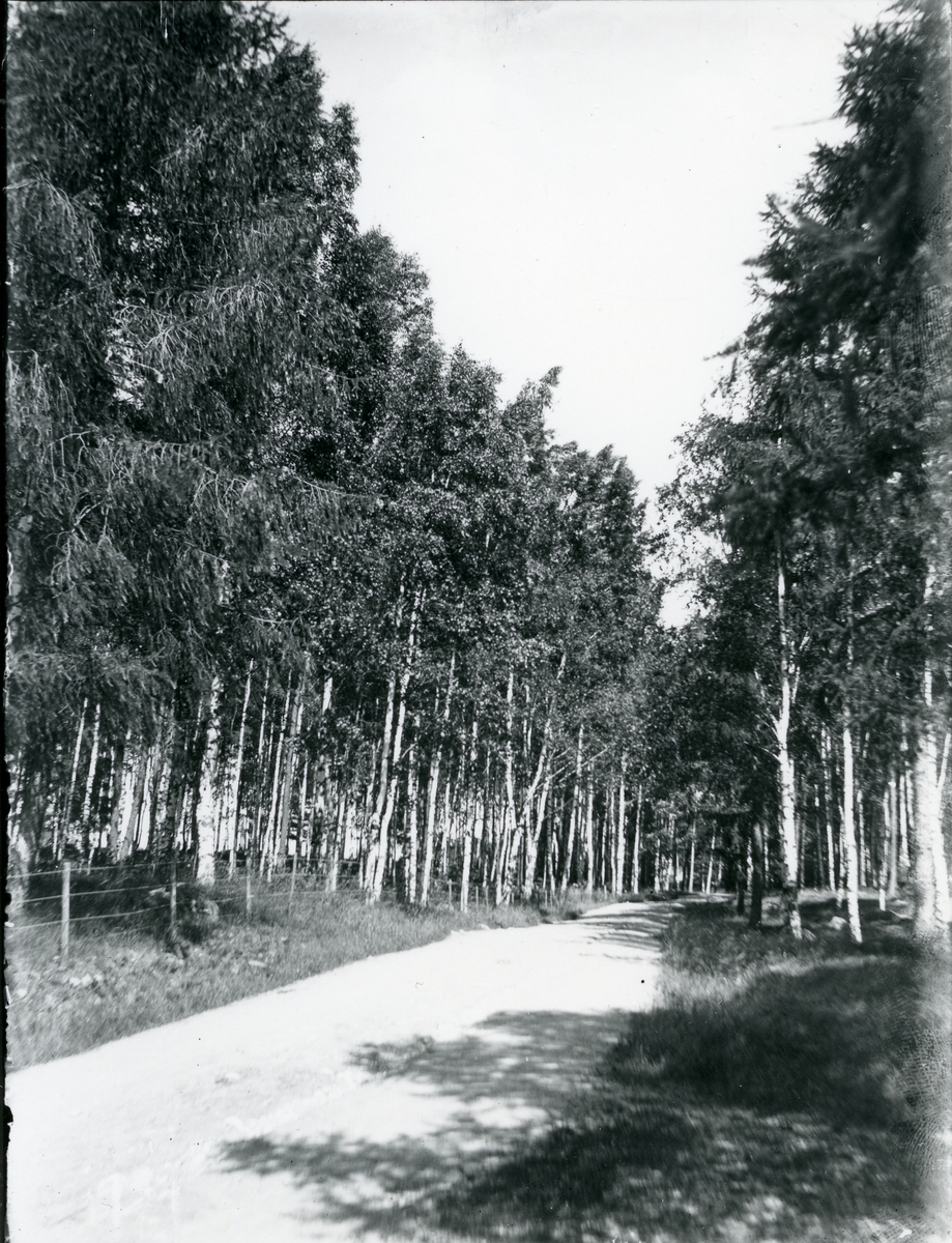 Stallhagen, Västerås.
Väg genom "skogsområde" med björkar, 1915.