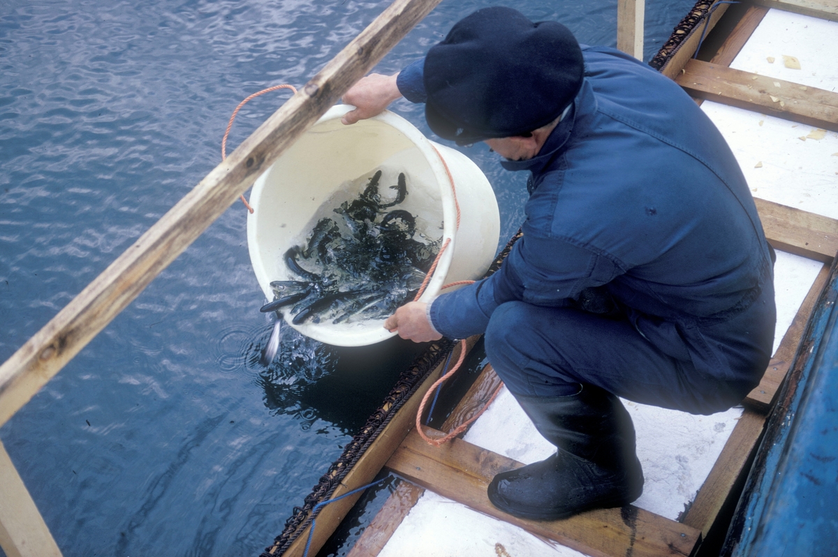 Flakstad fiskeoppdrett, 1974 : En mann har laksesmolt i en bøtte, som han tømmer ut i ei merd.