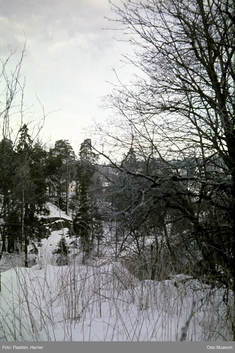 skog, snø