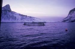 Flakstadvåg, 1976 : Merder ligger på sjøen inne i en fjord. 