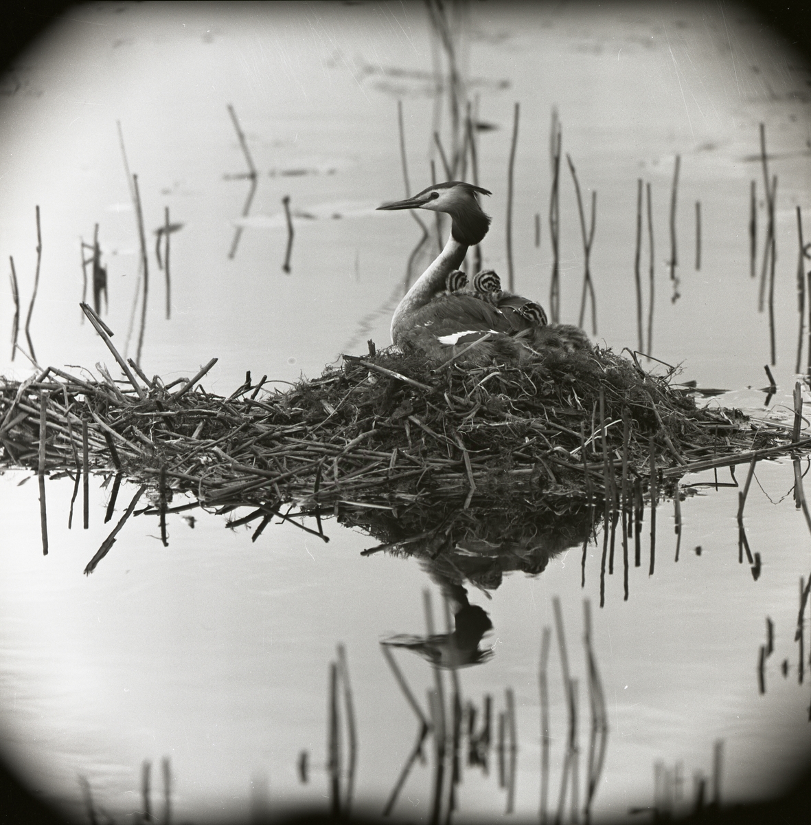 En skäggdopping ligger i sitt bo med några ungar på ryggen. Fågelboet är beläget i en vattensamling.