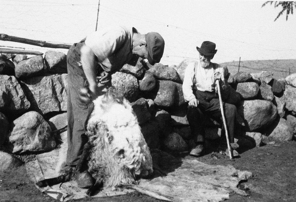 Gabriel T. Kverneland (1900 - ) klypper sau. Faren Tønnes G. Kverneland med hatt og stav sit og ser på. Jutesekken på bakken vart brukt til å samla opp ulla. Det ligg også eit skinn dels under sauen.