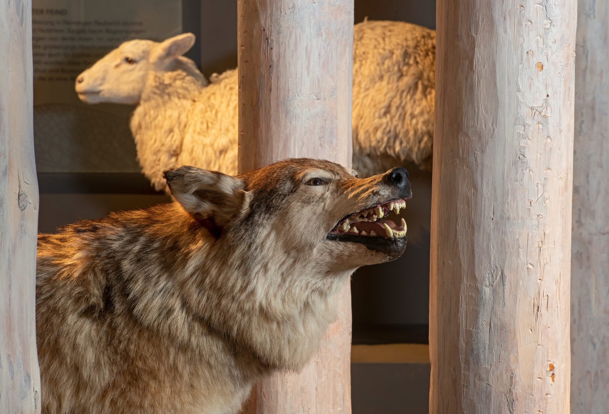 Ulven «Fridtjof», fotografert i utstillingen «Tråkk i mangfoldig natur» på Norsk skogmuseum i Elverum i 2019. Dette dyret ble skutt av Kai Asphaug (1920-2006) fra Stai i Stor-Elvdal den 8. februar 1964, etter at jegere fra denne bygda i flere år hadde forsøkt å felle denne hannulven. Fridtjof veide 44,8 kilo og var 151 + 12 centimeter lang. Dyret ble sendt til Zoologisk museum i Oslo, der det ble utstoppet av preparanten Lennart Blomberg. Preparatet ble seinere utstilt på det som da hette Norsk Skogbruksmuseum, i en rekonstruksjon av en fangstinnretning (ei «ulvestue»).  Etter at jakt- og fangstutstillingen fra 1970-tallet ble demontert fikk den i 2013 en plass i en ny basisutstilling, der den er plassert mellom stiliserte trestammer i ei sone mellom en presentasjon av tidligere tiders rovdyrbekjempelse og en introduksjon til samtidig bruk av radiomerking for å studere dyras bevegelsesmønster og levevaner. Bakgrunnen for den historiske rovdyrbekjempelsen er for øvrig antydet med den utstoppede, løpende sauen vi ser i bakgrunnen. 

Museet introduserer rovdyrbekjempelsens historie med følgende tekst:

«Fra gammelt av så folk i Norge på rovdyr som en trussel mot husdyr og nyttevilt. Det var få begrensninger på jakt og fangst av disse artene. I 1733 kom det til og med bestemmelser om rause fellingspremier for bjørn og ulv, etter hvert også gaupe og jerv. Ved en ny lov i 1845 ble rovdyrpremiene forhøyet, og ørner, hubro og hønsehauk kom inn på lista over arter det var fellingspremie på.»

Etter at Fridtjof ble skutt i 1964 ble det skutt ytterligere en ulv i Femundsmarka året etter. Dermed mente mange at ulvebekjempelsen i Norge hadde nådd sitt mål - utryddelse av arten. I 1971 ble arten fredet, og i åra som fulgte ble det rapportert om enkelte observasjoner av ulv. Kanskje har det vært ulv i Sør-Norge også etter de nevnte fellingene på 1960-tallet, men biologene er enige om at ulvebestanden har vokst gjennom ny innvandring fra Russland og Finland via Sverige. Dagens norske ulvestamme tilhører en felles skandinavisk bestand som vandrer over den norsk-svenske riksgrensa. Omkring 2010 ble det anslått at den skandinaviske stammen besto av 200-250 dyr, hvorav cirka 30 i hovedsak hadde tilhold på norsk side.  Seinere har stammen vokst ytterligere. Denne utviklinga har skapt problemer for beitenæringene og frykt blant befolkningen i lokalsamfunn som har ulv. Blant ulvemotstanderne verserer det også teorier om at «naturvernere» skal ha importert individere som de har satt ut i Skandinavia for å styrke stammen. Andre har bestridt slike påstander.