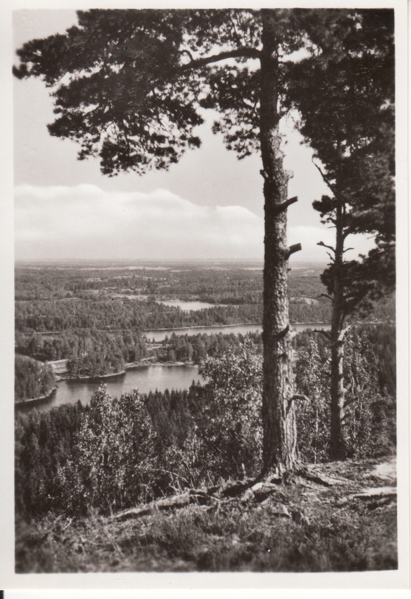 Dalsland. Utsikt över sjöar, berg och skog med två tallar i förgrunden på höger sida.