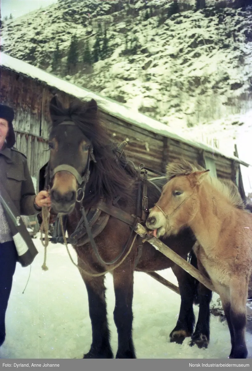Sveinung Øverbø foran låve på Øverbø, Åmotsdal med hest iført seletøy og slede. En ung fjordhest står ved siden av og slikker på seletøyet