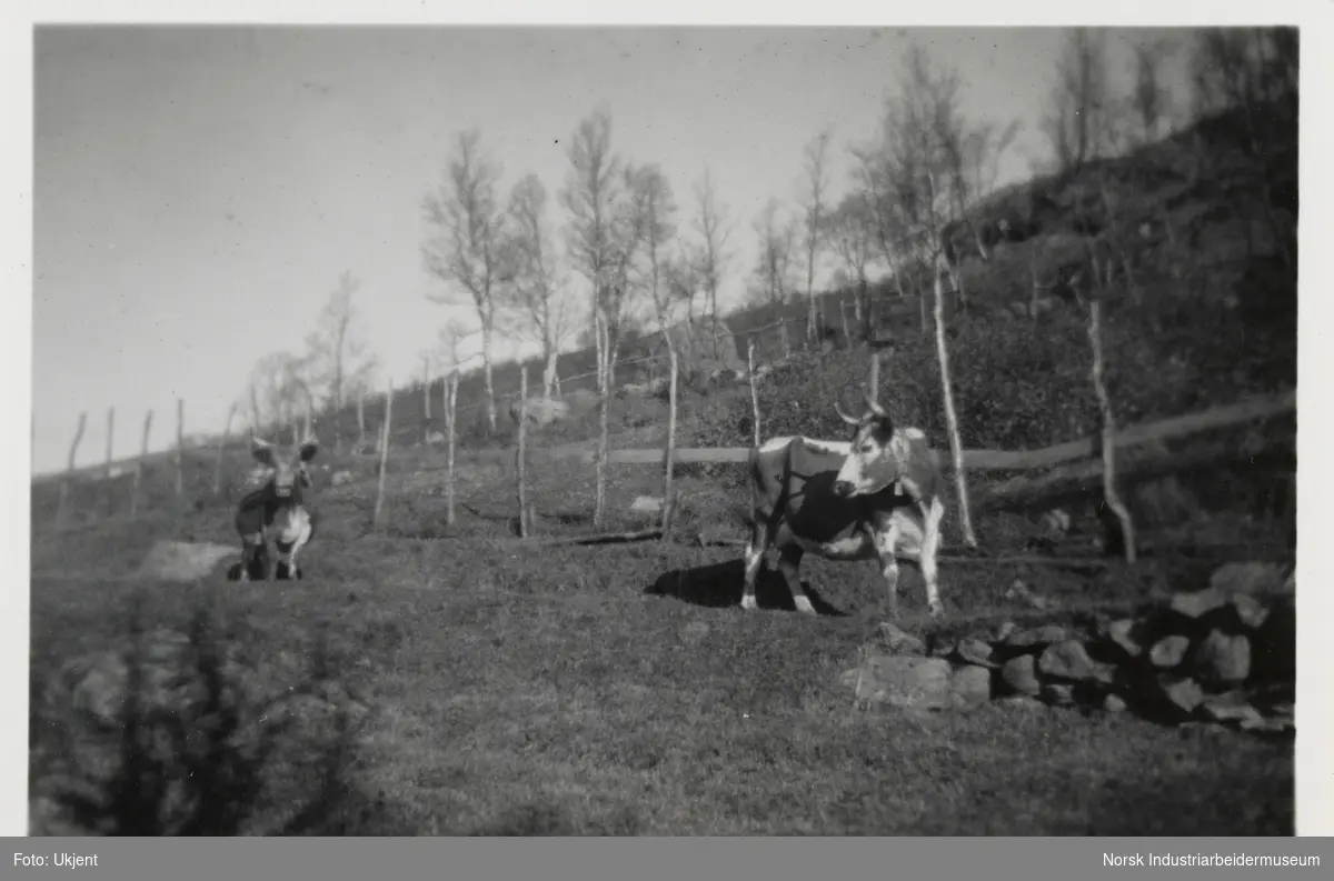 Telemarkskyr med horn og bjelle på beite på gården Skinnarland, Møsstrond