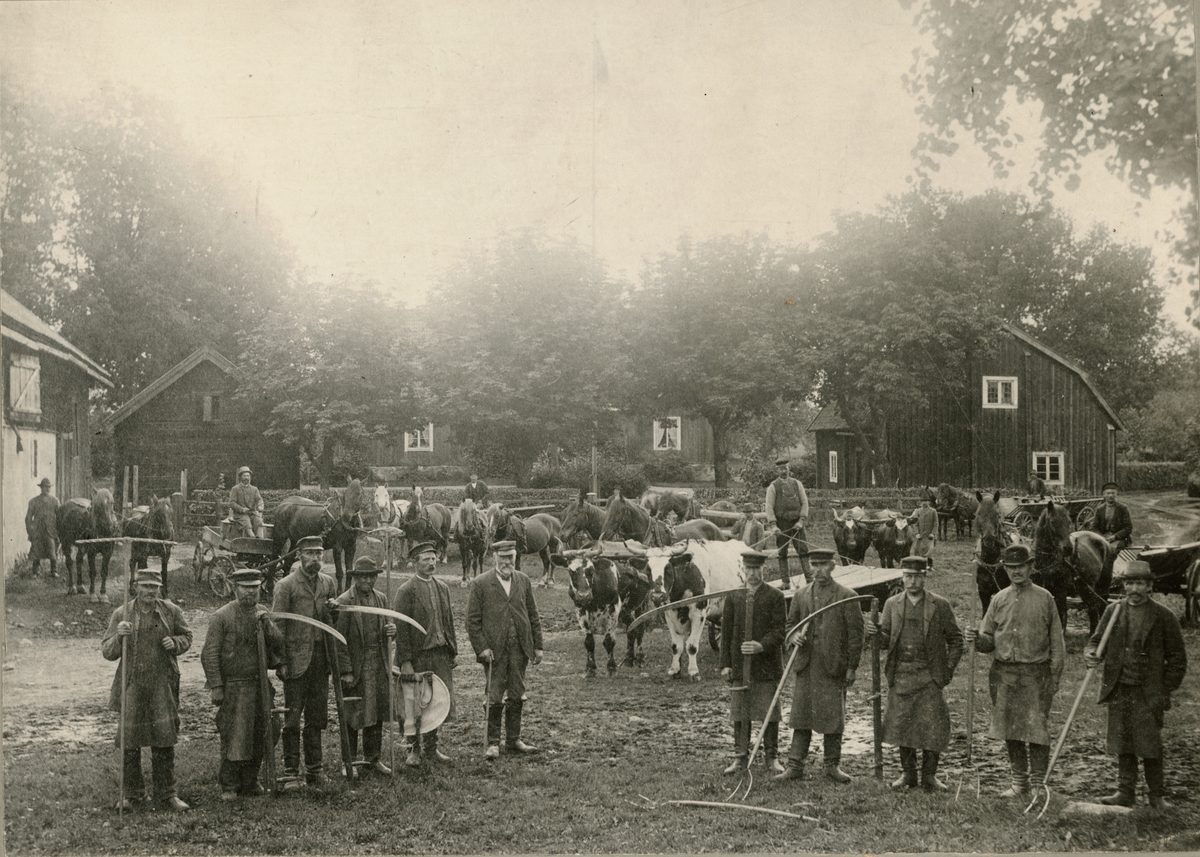 Manskap och djur på gården Haglösa, Films socken, Uppland i början av 1900-talet