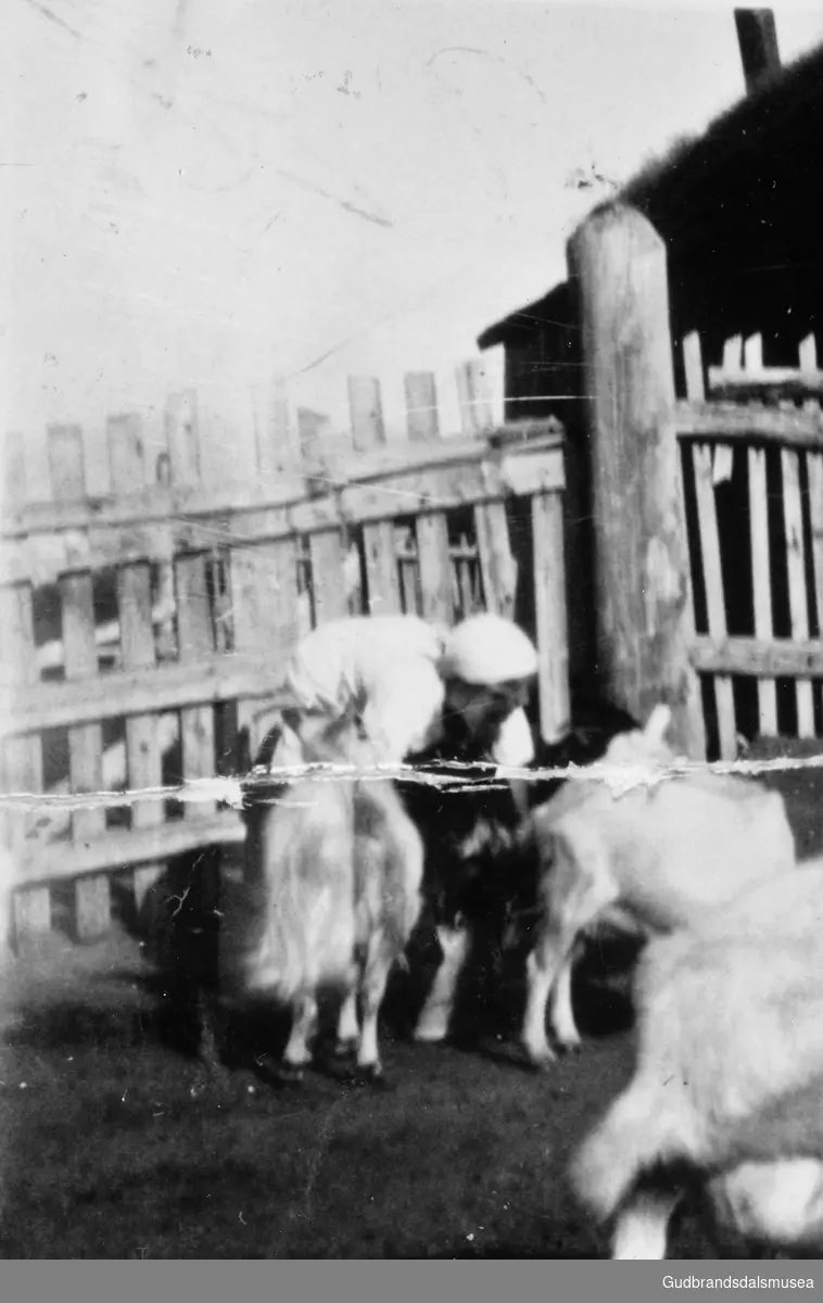 Gudrun Gjeilo (f. 1913 g. Hove) mjølkar geit