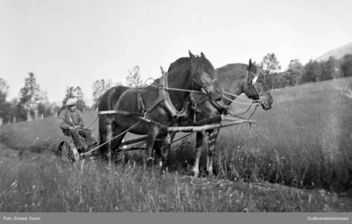 Slåttonn, mann i arbeid med grasslått, to hester drar slåmaskinen.