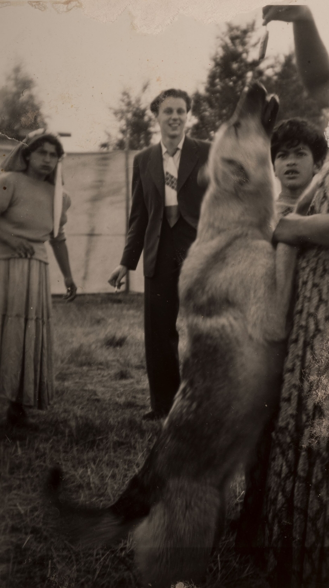 En hund hoppar efter en bit mat som någon håller upp. . I bakgrunden syns en kvinna, en man och ett barn mot bakgrund av uppspända tältdukar. Tältdukarna hade för avsikt skärma av från nyfikna besökare. Fotografiet är taget 23 juli 1950 i Sandviken