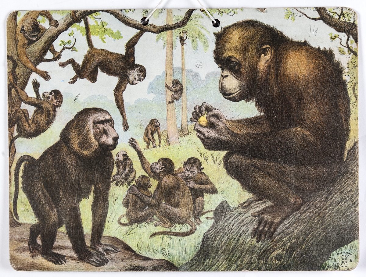 Skoleplansje, naturfag. Illustrert på begge sider, forestiller maur og apeflokk (Nr. 161).