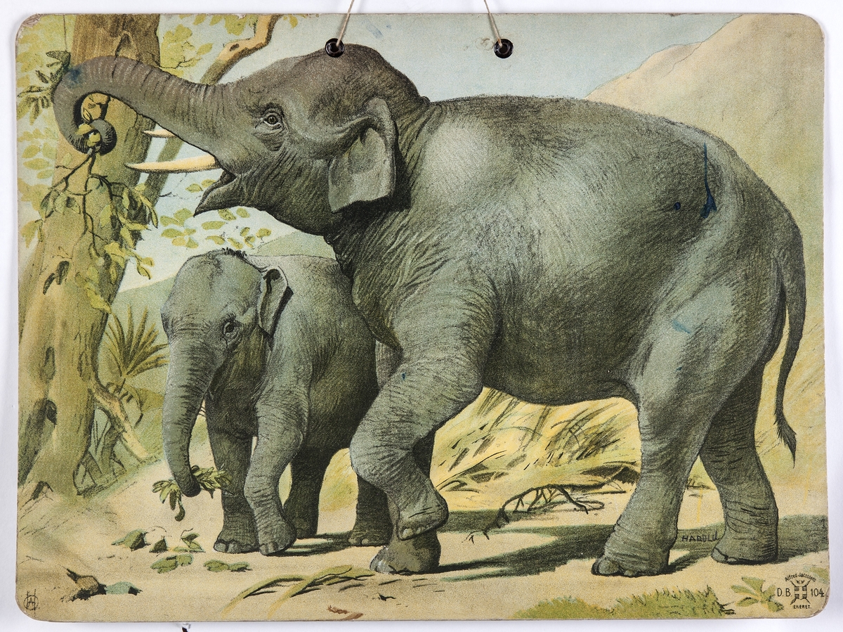 Skoleplansje, naturfag. Illustrert på begge sider, forestiller elefant med unge (nr. 104) og neshorn med unge.