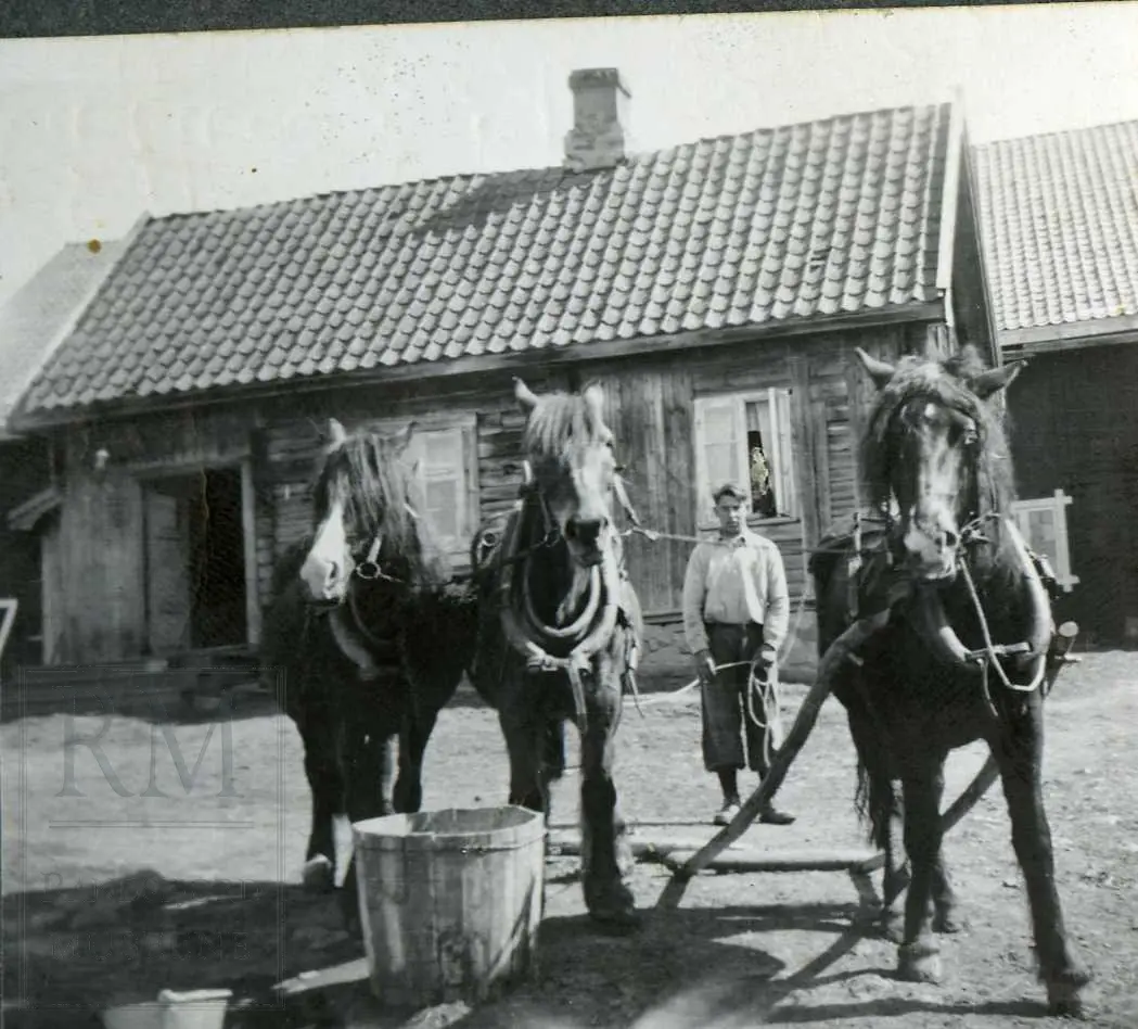 Tre hester med seletøy på tunet på Raknerud. Foran hestene står vannbøtte. Gutt står bak og holder tømmene til hestene. 