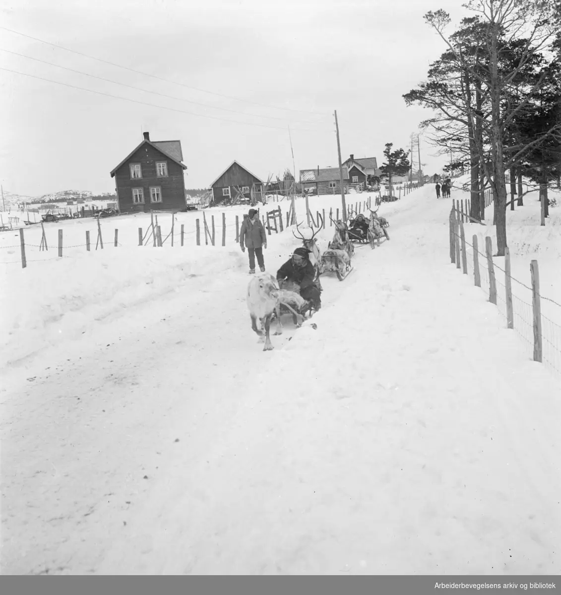 Raidene kommer til vårmarkedet i Bossekop, 1939.